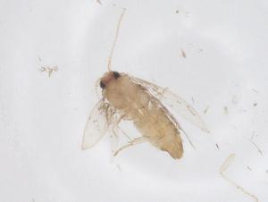  ( - CBG-A60088-C06)  @11 [ ] CreativeCommons - Attribution Share - Alike (2024) Centre for Biodiversity Genomics Centre for Biodiversity Genomics