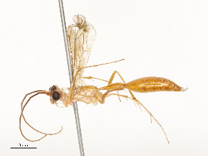  ( - CBG-A58590-G06)  @11 [ ] CreativeCommons - Attribution Share - Alike (2025) CBG Photography Group Centre for Biodiversity Genomics