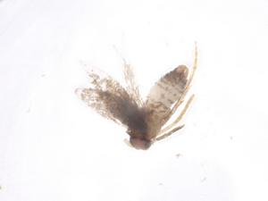  ( - CBG-A60094-C01)  @11 [ ] CreativeCommons - Attribution Share - Alike (2024) Centre for Biodiversity Genomics Centre for Biodiversity Genomics