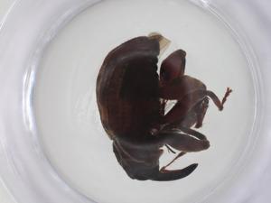  ( - CBG-A60096-A03)  @11 [ ] CreativeCommons - Attribution Share - Alike (2024) Centre for Biodiversity Genomics Centre for Biodiversity Genomics