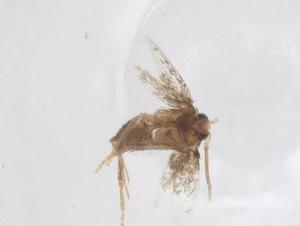  ( - CBG-A60098-B03)  @11 [ ] CreativeCommons - Attribution Share - Alike (2024) Centre for Biodiversity Genomics Centre for Biodiversity Genomics