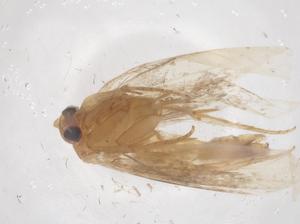  ( - CBG-A60109-D10)  @11 [ ] CreativeCommons - Attribution Share - Alike (2025) Centre for Biodiversity Genomics Centre for Biodiversity Genomics