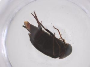  ( - CBG-A60130-B02)  @11 [ ] CreativeCommons - Attribution Share - Alike (2025) Centre for Biodiversity Genomics Centre for Biodiversity Genomics