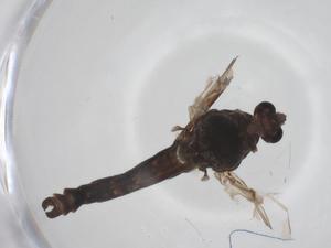  ( - CBG-A61745-D08)  @11 [ ] CreativeCommons - Attribution Share - Alike (2025) Centre for Biodiversity Genomics Centre for Biodiversity Genomics