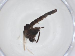  ( - CBG-A61745-F09)  @11 [ ] CreativeCommons - Attribution Share - Alike (2025) Centre for Biodiversity Genomics Centre for Biodiversity Genomics