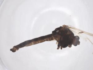  ( - CBG-A61746-A05)  @11 [ ] CreativeCommons - Attribution Share - Alike (2025) Centre for Biodiversity Genomics Centre for Biodiversity Genomics