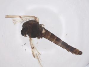  ( - CBG-A61746-B07)  @11 [ ] CreativeCommons - Attribution Share - Alike (2025) Centre for Biodiversity Genomics Centre for Biodiversity Genomics