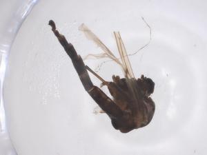  ( - CBG-A61746-C03)  @11 [ ] CreativeCommons - Attribution Share - Alike (2025) Centre for Biodiversity Genomics Centre for Biodiversity Genomics