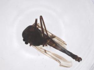  ( - CBG-A61746-F12)  @11 [ ] CreativeCommons - Attribution Share - Alike (2025) Centre for Biodiversity Genomics Centre for Biodiversity Genomics