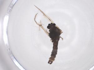  ( - CBG-A61746-G05)  @11 [ ] CreativeCommons - Attribution Share - Alike (2025) Centre for Biodiversity Genomics Centre for Biodiversity Genomics