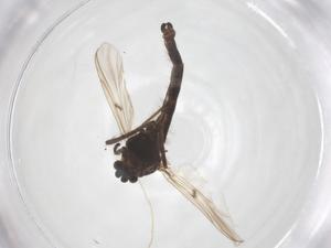  ( - CBG-A61748-H04)  @11 [ ] CreativeCommons - Attribution Share - Alike (2025) Centre for Biodiversity Genomics Centre for Biodiversity Genomics