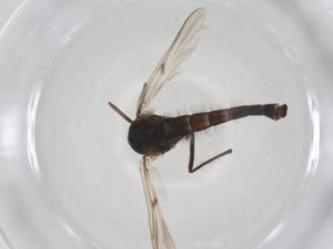  ( - CBG-A61749-B02)  @11 [ ] CreativeCommons - Attribution Share - Alike (2025) Centre for Biodiversity Genomics Centre for Biodiversity Genomics