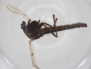  ( - CBG-A61749-B06)  @11 [ ] CreativeCommons - Attribution Share - Alike (2025) Centre for Biodiversity Genomics Centre for Biodiversity Genomics