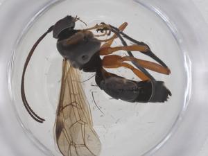  ( - CBG-A61754-D06)  @11 [ ] CreativeCommons - Attribution Share - Alike (2025) Centre for Biodiversity Genomics Centre for Biodiversity Genomics