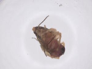  ( - CBG-A62580-C07)  @11 [ ] CreativeCommons - Attribution Share - Alike (2025) Centre for Biodiversity Genomics Centre for Biodiversity Genomics