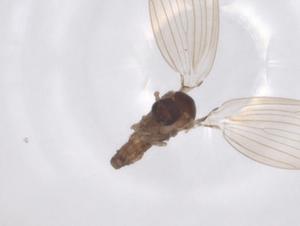  ( - CBG-A65194-F09)  @11 [ ] CreativeCommons - Attribution Share - Alike (2025) Centre for Biodiversity Genomics Centre for Biodiversity Genomics