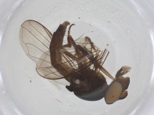  ( - CBG-B02335-F04)  @11 [ ] CreativeCommons - Attribution Share - Alike (2025) Centre for Biodiversity Genomics Centre for Biodiversity Genomics