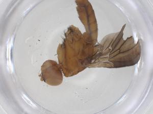  ( - CBG-B02335-G11)  @11 [ ] CreativeCommons - Attribution Share - Alike (2025) Centre for Biodiversity Genomics Centre for Biodiversity Genomics