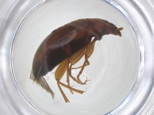  ( - CBG-B02335-H07)  @11 [ ] CreativeCommons - Attribution Share - Alike (2025) Centre for Biodiversity Genomics Centre for Biodiversity Genomics