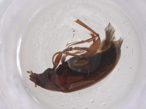  ( - CBG-B02336-A02)  @11 [ ] CreativeCommons - Attribution Share - Alike (2025) Centre for Biodiversity Genomics Centre for Biodiversity Genomics