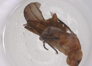  ( - CBG-B02336-A03)  @11 [ ] CreativeCommons - Attribution Share - Alike (2025) Centre for Biodiversity Genomics Centre for Biodiversity Genomics