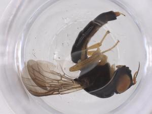  ( - CBG-B02336-D09)  @11 [ ] CreativeCommons - Attribution Share - Alike (2025) Centre for Biodiversity Genomics Centre for Biodiversity Genomics