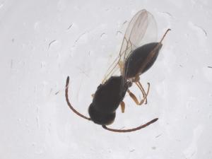  ( - CBG-B02337-A12)  @11 [ ] CreativeCommons - Attribution Share - Alike (2025) Centre for Biodiversity Genomics Centre for Biodiversity Genomics