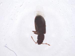  ( - CBG-B02337-C01)  @11 [ ] CreativeCommons - Attribution Share - Alike (2025) Centre for Biodiversity Genomics Centre for Biodiversity Genomics