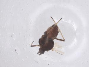  ( - CBG-B02337-F06)  @11 [ ] CreativeCommons - Attribution Share - Alike (2025) Centre for Biodiversity Genomics Centre for Biodiversity Genomics