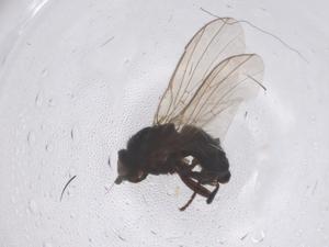  ( - CBG-B02337-G11)  @11 [ ] CreativeCommons - Attribution Share - Alike (2025) Centre for Biodiversity Genomics Centre for Biodiversity Genomics