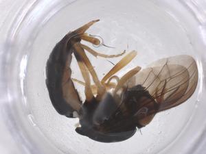  ( - CBG-B02337-G12)  @11 [ ] CreativeCommons - Attribution Share - Alike (2025) Centre for Biodiversity Genomics Centre for Biodiversity Genomics