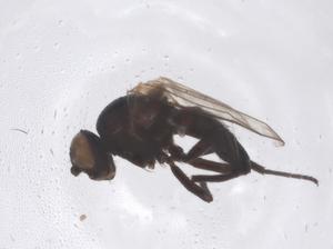  ( - CBG-B02337-H10)  @11 [ ] CreativeCommons - Attribution Share - Alike (2025) Centre for Biodiversity Genomics Centre for Biodiversity Genomics