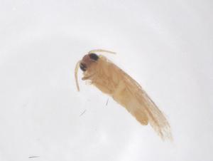  ( - CBG-B02411-A02)  @11 [ ] CreativeCommons - Attribution Share - Alike (2025) Centre for Biodiversity Genomics Centre for Biodiversity Genomics