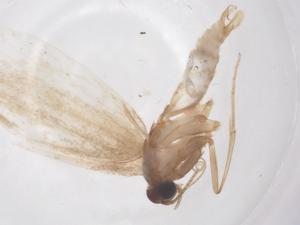  ( - CBG-B02411-A08)  @11 [ ] CreativeCommons - Attribution Share - Alike (2025) Centre for Biodiversity Genomics Centre for Biodiversity Genomics