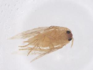  ( - CBG-B02411-G06)  @11 [ ] CreativeCommons - Attribution Share - Alike (2025) Centre for Biodiversity Genomics Centre for Biodiversity Genomics