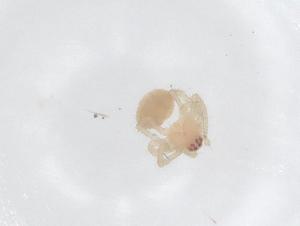  (Ruborridion - CBG-B02412-D06)  @11 [ ] CreativeCommons - Attribution Share - Alike (2025) Centre for Biodiversity Genomics Centre for Biodiversity Genomics