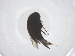  (Mordellistena lindbergi - CBG-B02413-C04)  @11 [ ] CreativeCommons - Attribution Share - Alike (2025) Centre for Biodiversity Genomics Centre for Biodiversity Genomics