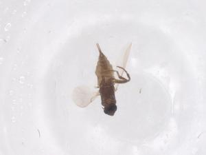  (Leptoconops irritans - CBG-B02414-E04)  @11 [ ] CreativeCommons - Attribution Share - Alike (2025) Centre for Biodiversity Genomics Centre for Biodiversity Genomics