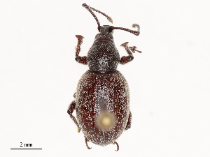  ( - CBG-B02482-B01)  @11 [ ] CreativeCommons - Attribution Share - Alike (2025) CBG Photography Group Centre for Biodiversity Genomics