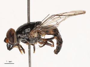  ( - CBG-B02482-C05)  @11 [ ] CreativeCommons - Attribution Share - Alike (2025) CBG Photography Group Centre for Biodiversity Genomics