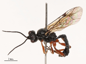  (Isadelphus armatus - CBG-B02482-F04)  @11 [ ] CreativeCommons - Attribution Share - Alike (2025) CBG Photography Group Centre for Biodiversity Genomics