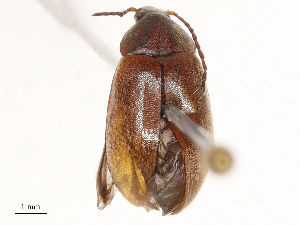  ( - CBG-B02482-G10)  @11 [ ] CreativeCommons - Attribution Share - Alike (2025) CBG Photography Group Centre for Biodiversity Genomics