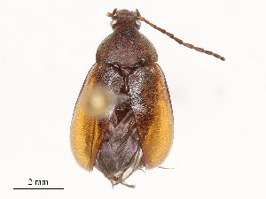  ( - CBG-B02482-G11)  @11 [ ] CreativeCommons - Attribution Share - Alike (2025) CBG Photography Group Centre for Biodiversity Genomics