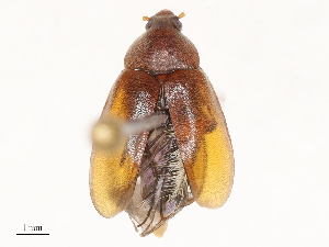  ( - CBG-B02482-G12)  @11 [ ] CreativeCommons - Attribution Share - Alike (2025) CBG Photography Group Centre for Biodiversity Genomics