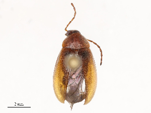  ( - CBG-B02482-H02)  @11 [ ] CreativeCommons - Attribution Share - Alike (2025) CBG Photography Group Centre for Biodiversity Genomics