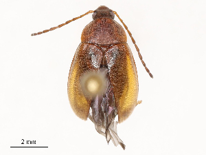  ( - CBG-B02482-H03)  @11 [ ] CreativeCommons - Attribution Share - Alike (2025) CBG Photography Group Centre for Biodiversity Genomics