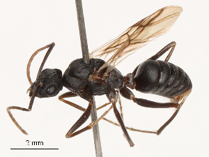  (Cataglyphis floricola - CBG-B02483-E09)  @11 [ ] CreativeCommons - Attribution Share - Alike (2025) CBG Photography Group Centre for Biodiversity Genomics