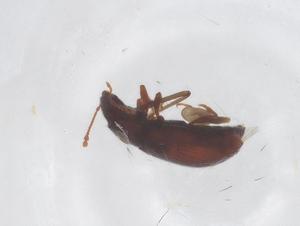  ( - CBG-B20195-C06)  @11 [ ] CreativeCommons - Attribution Share - Alike (2025) Centre for Biodiversity Genomics Centre for Biodiversity Genomics