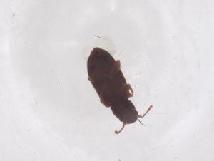  ( - CBG-B20196-B11)  @11 [ ] CreativeCommons - Attribution Share - Alike (2025) Centre for Biodiversity Genomics Centre for Biodiversity Genomics