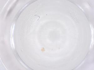  ( - CBG-B20200-D10)  @11 [ ] CreativeCommons - Attribution Share - Alike (2025) Centre for Biodiversity Genomics Centre for Biodiversity Genomics